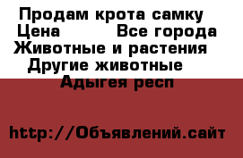 Продам крота самку › Цена ­ 200 - Все города Животные и растения » Другие животные   . Адыгея респ.